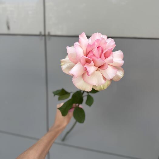 Роза французская 2345