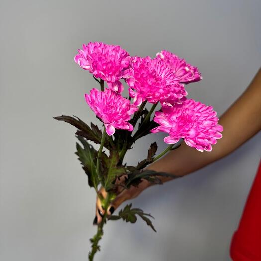 Хризантема кустовая малиновая