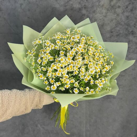 Ромашки 🌼