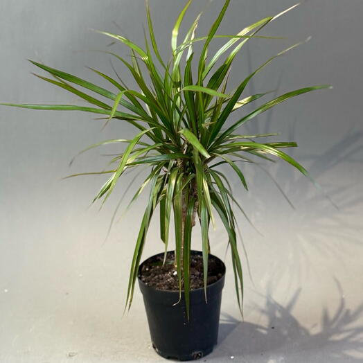 Драцена «Маргината»