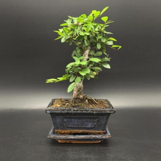 Бонсай Вяз в керамической бонсайнице