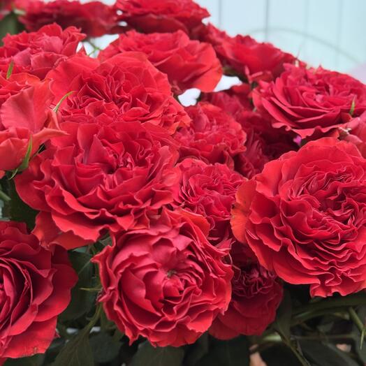 Роза кустовая Red