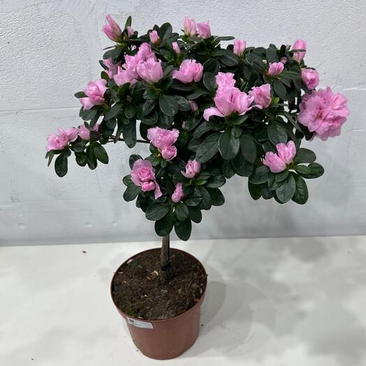 Комнатное растение азалия на штамбе нежно/розовый