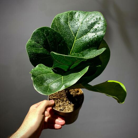 Фикус Лирата бамбино 12 см