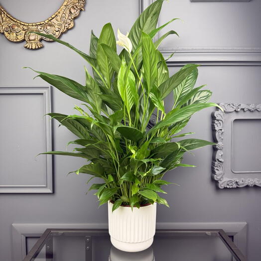 Спатифиллум женское счастье в белом кашпо D 14 Высота 60 см