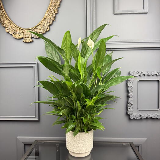 Спатифиллум женское счастье в винтажной керамике D 14 Высота 60 см