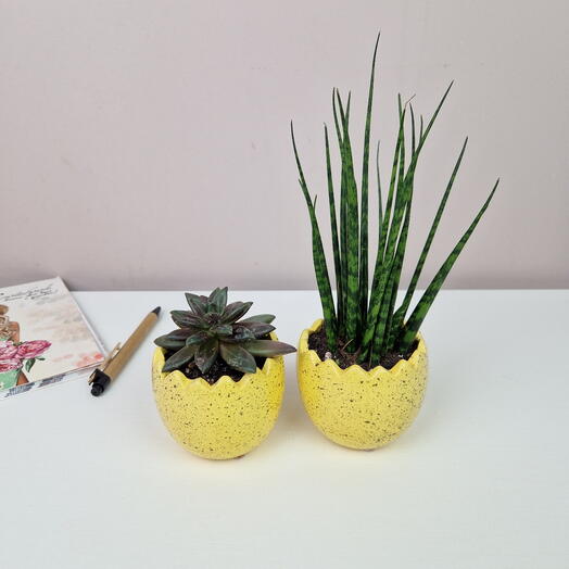 Мини набор суккулентов на рабочий стол Эхиверия и Сансевиерия