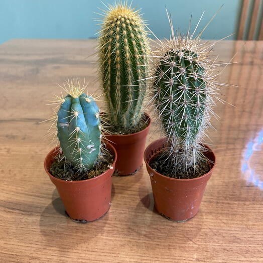 Кактусы мини набор 3