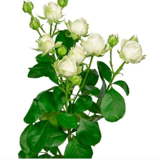 Пионавидные роза Misty Bombastic