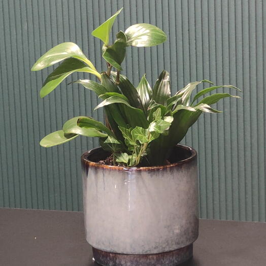 Композиция с 3 растениями