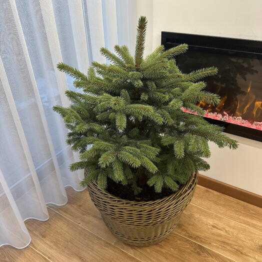 Ель живая в кашпо из ротанга( золотой)