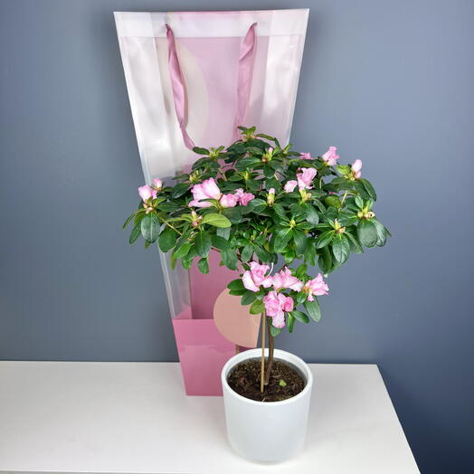 Азалия разные цвета цветущая в белом горшке и подарочной упаковкой, высота 45см