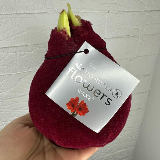 Луковица «Амарилиса»