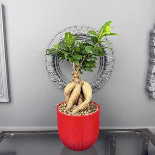 Фикус микрокарпа в кашпо D 13 Высота 35 см