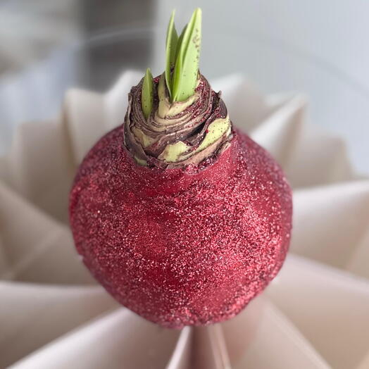 Амариллис Bordeaux Shine