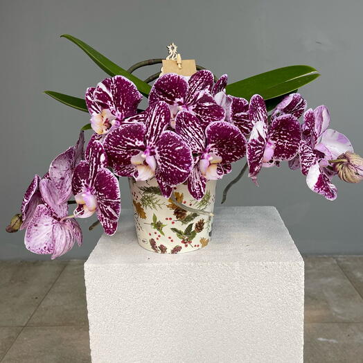 BORDEAUX ORCHID настольная орхидея из ограниченной рождественской коллекции в подарочной коробке-упаковке