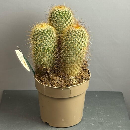 Кактус - идеальный зелёный питомец( диаметр горшка 17)