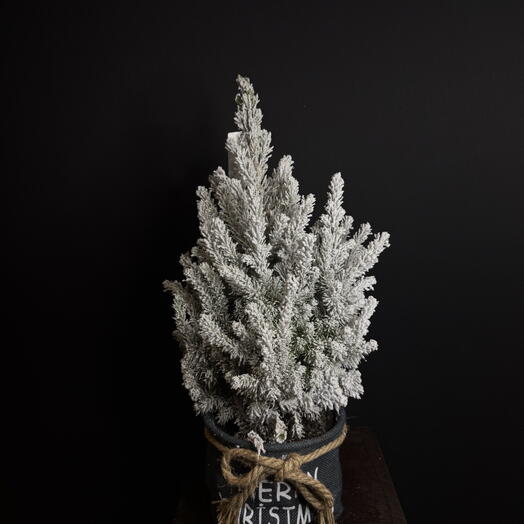 Пицея большая в черном кашпо