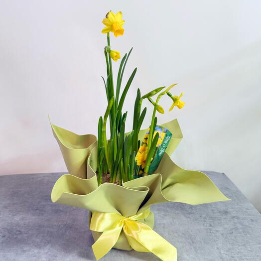 Нарциссы в горшке