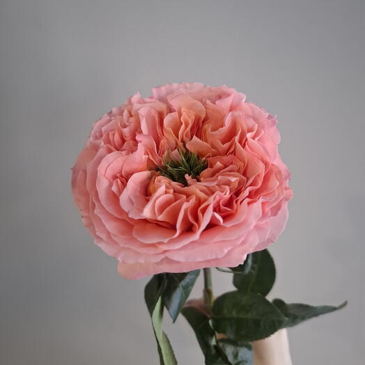 Пионовидная роза