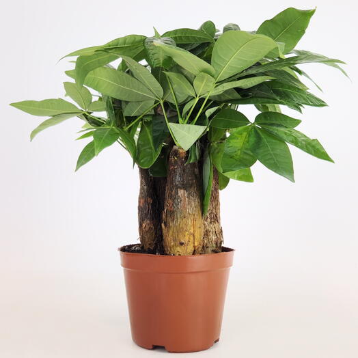 Пахира Акватика "Три Столба Счастья" (Дерево счастья)