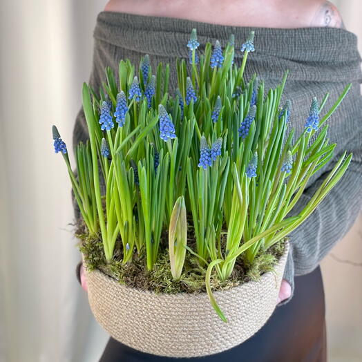 Весенняя композиция с мускари L