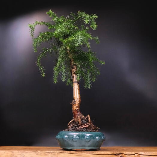 Бонсай Араукария хвойный, 50 см, 15 лет