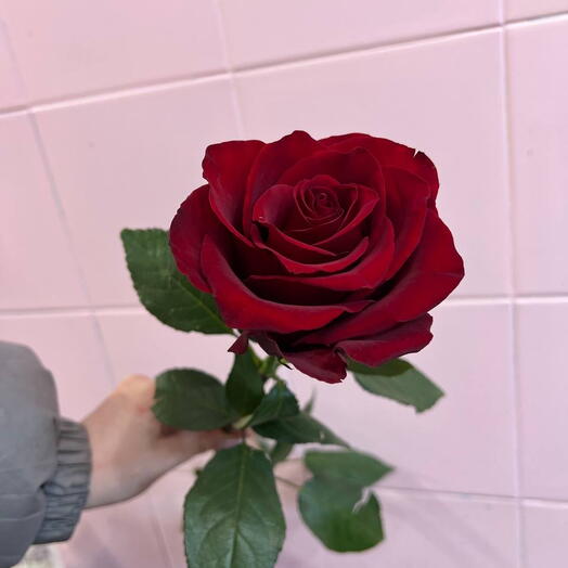 Красная Роза Эквадор