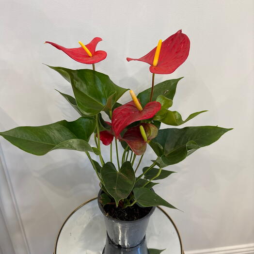 Комнатное растение Антуриум