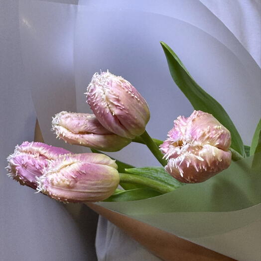 Тюльпаны бахромчатые 5 штук