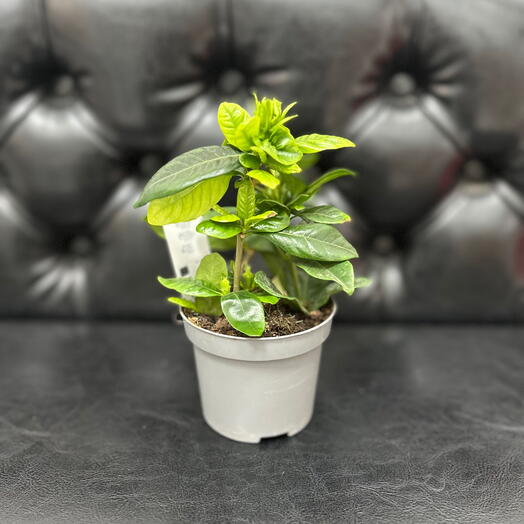 Комнатное растение Гардения