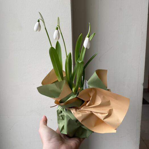 Первоцвет в горшке