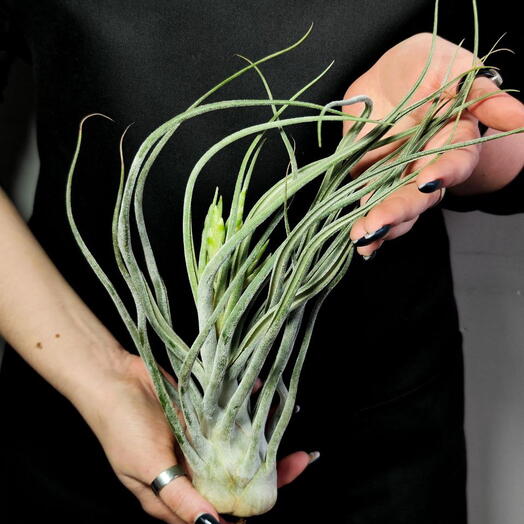 Тилландсия Элерсиана (Tillandsia Ehlersiana) XXXL
