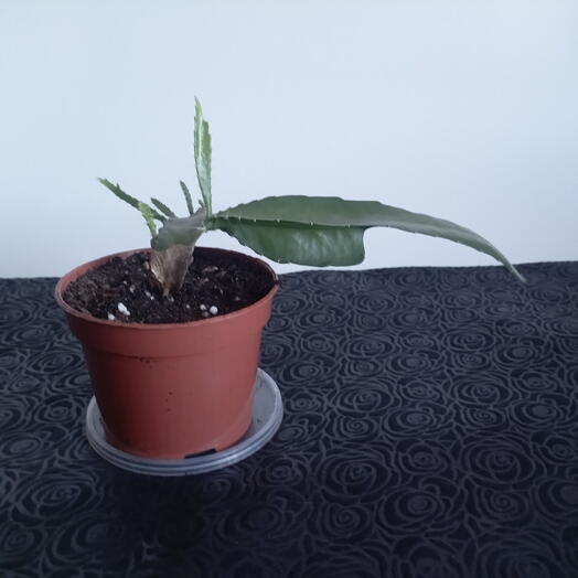 Кактус