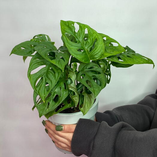 Комнатное растение Монстера Monkey Leaf