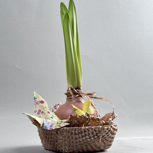 Луковица амариллиса в воске на подставке с бабочками