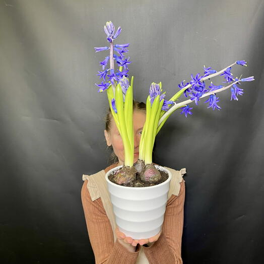 Необычные двойные синие гиацинты в белом кашпо