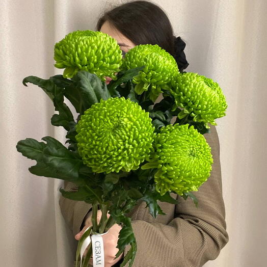 5 шт.💚Моно-букет из одноголовой хризантемы