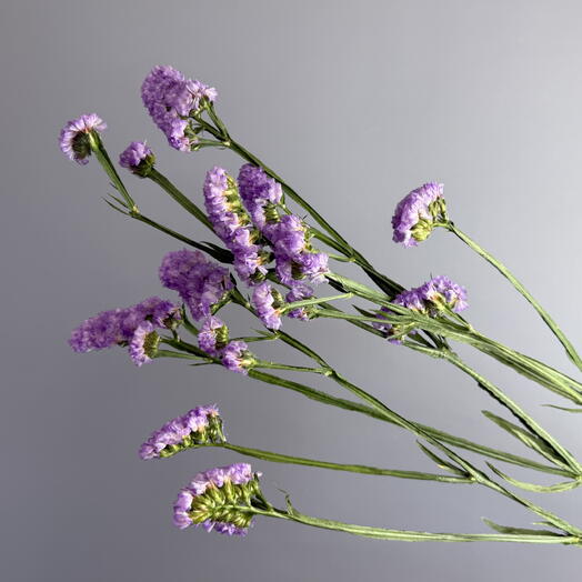 Статица лавандовая 💜