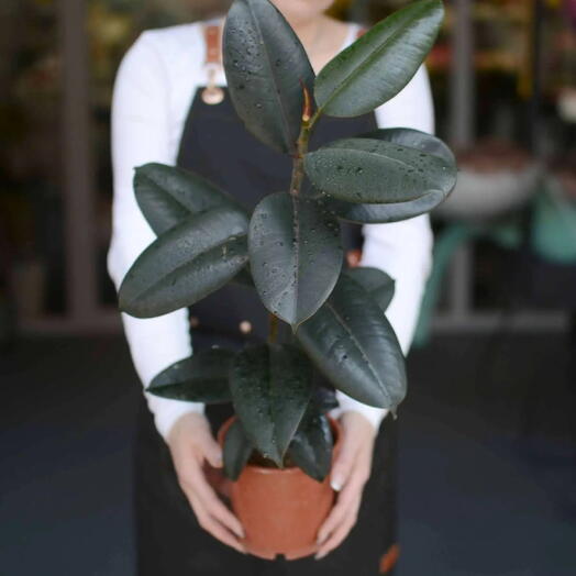 Фикус эластика (каучуконосный, Ficus elastica)