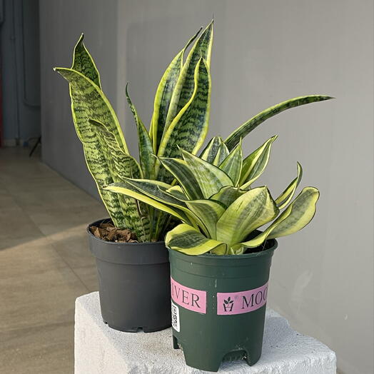 SANSEVIERIA LAURENTI Сансавиерия Лауренти с лимонной окантовкой, сэт из 2 шт