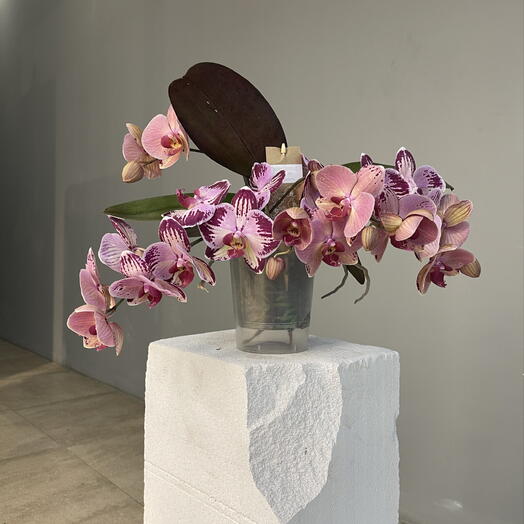 TABLE ORCHID TERRACOT 2-ствольная сортовая настольная орхидея фаленопсис в подарочной упаковке