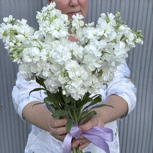 Маттиола