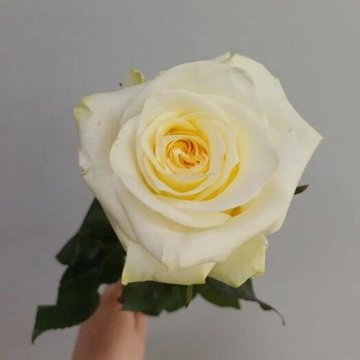 Роза Канделайт