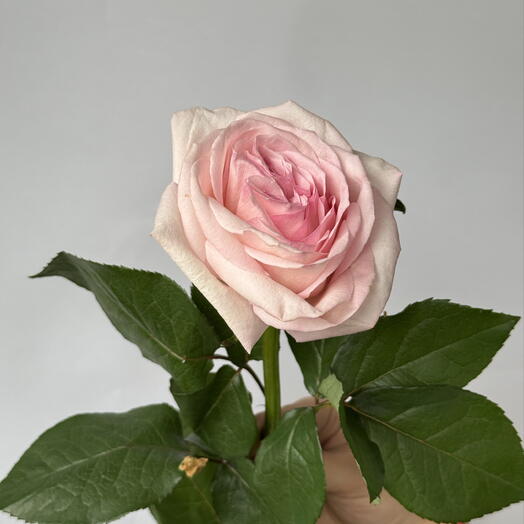 Пионовидная Роза Pink O Hara