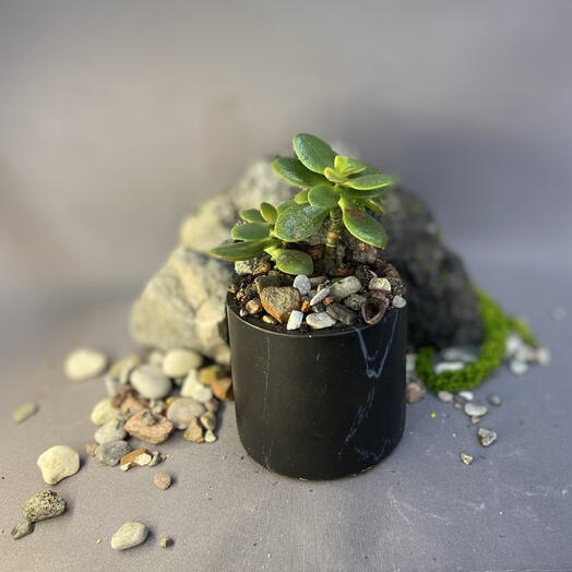 Толстянка/Крассула/Jade Plant /Money Tree