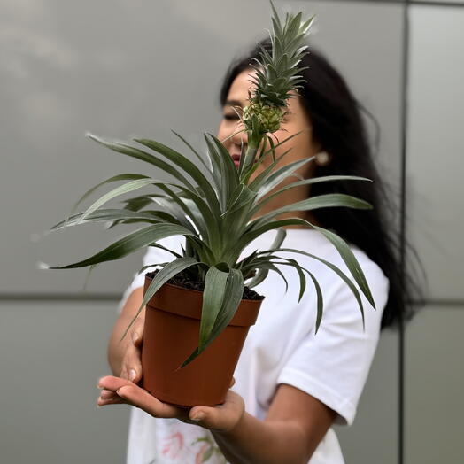 Ананас 🍍 Декоративное дерево🌴