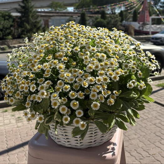 Корзина с ромашками