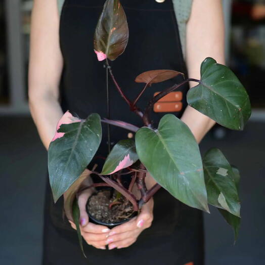 Филодендрон «Розовая Принцесса» (Philodendron erubescens ‘Pink Princess )