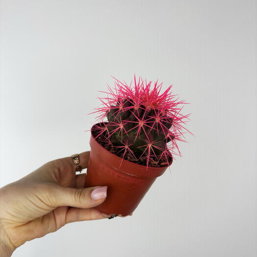 Кактус Грузони комнатный 🌵